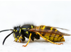 wasps-inner